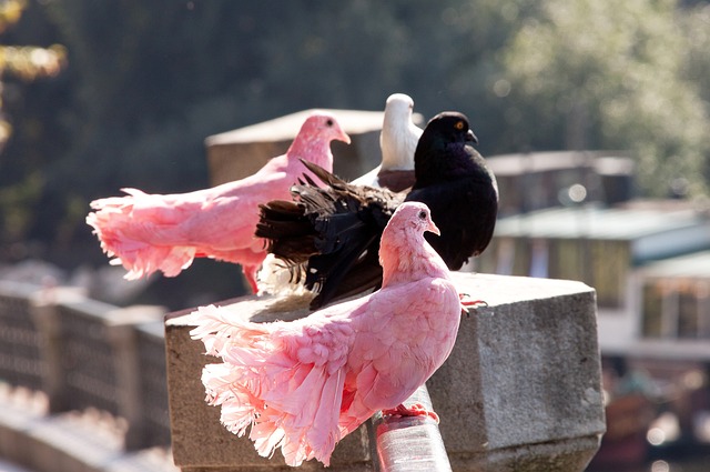 年的比赛吸 年的比赛吸